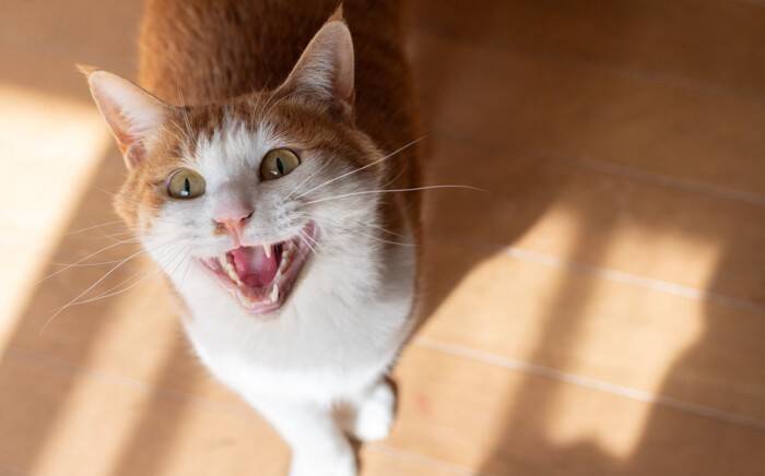 猫が『ぷるるる』と鳴くときの意味5つ　愛おしい鳴き声に隠されている気持ちとは？