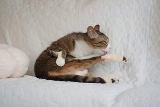 猫との暮らしで『タバコ』を控えるべき理由5選　愛猫に与える健康リスクと思わぬトラブル