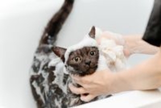 猫を『シャンプー』するときの絶対NG行為4つ　誤った方法が思わぬトラブルに？