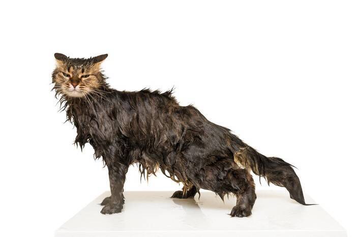 猫を『シャンプー』するときの絶対NG行為4つ　誤った方法が思わぬトラブルに？