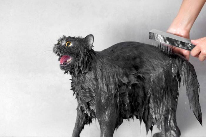 猫を『シャンプー』するときの絶対NG行為4つ　誤った方法が思わぬトラブルに？