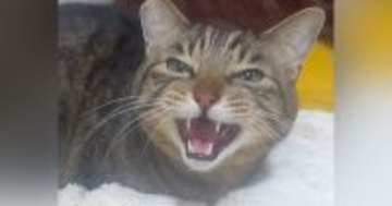 『お留守番していた猫』→飼い主さんが帰ってくると…まさかの『鳴き声』が可愛すぎると31万再生「ひゃーんｗ」「優しい声がたまらん」