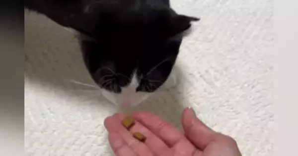 人馴れトレーニング中の猫→『手でおやつをあげようとした』次の瞬間…思わぬ悲劇が80万再生「信頼関係が…泣」「バカやろうー！」