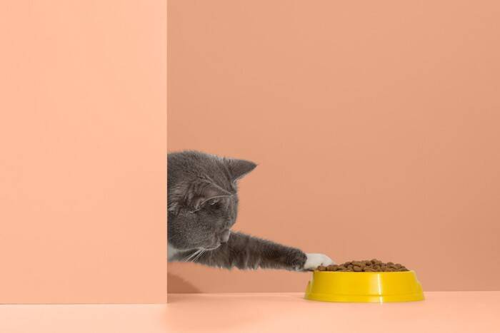 『食欲旺盛な猫』との生活で注意すべきこと3選　健康へ与える影響やトラブルを防ぐ対策方法