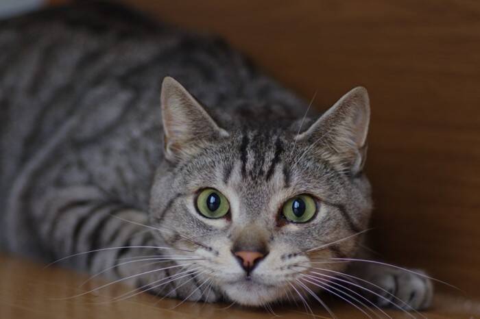 猫が飼い主を『待ち伏せ』するときの心理4選　なぜ突然狙ってくるの？上手な対応のコツまで
