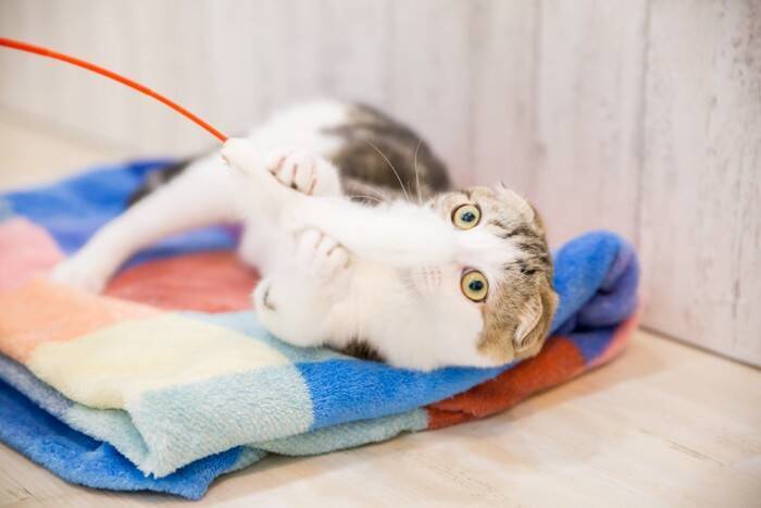 猫が飼い主を『待ち伏せ』するときの心理4選　なぜ突然狙ってくるの？上手な対応のコツまで