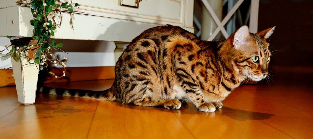 猫が飼い主を『待ち伏せ』するときの心理4選　なぜ突然狙ってくるの？上手な対応のコツまで
