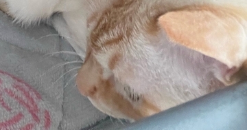 『愛と捉えて良い？』眠っていると、そばにやってきた猫→飼い主動揺の『ポジショニング』に１万いいね「間違いなく愛」「本当に羨ましい」