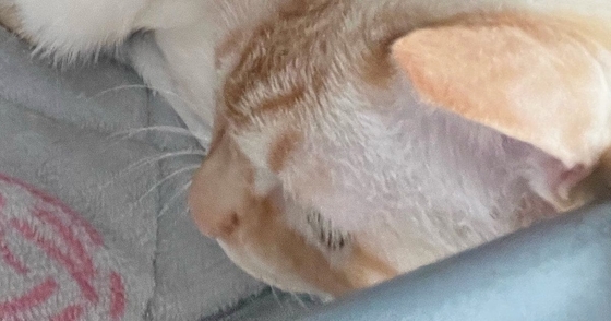 『愛と捉えて良い？』眠っていると、そばにやってきた猫→飼い主動揺の『ポジショニング』に１万いいね「間違いなく愛」「本当に羨ましい」