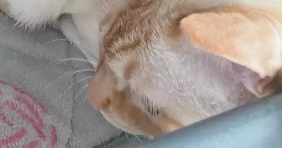 『愛と捉えて良い？』眠っていると、そばにやってきた猫→飼い主動揺の『ポジショニング』に１万いいね「間違いなく愛」「本当に羨ましい」