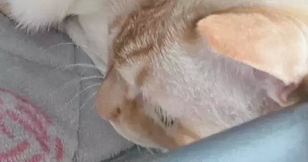 『愛と捉えて良い？』眠っていると、そばにやってきた猫→飼い主動揺の『ポジショニング』に１万いいね「間違いなく愛」「本当に羨ましい」