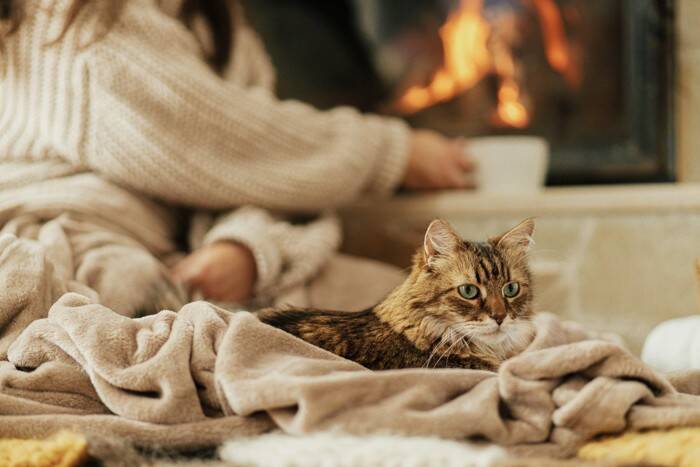 猫が『一緒に寝たい』と思う人が持っている特徴5つ　選ばれるためのコツや添い寝するときの注意点まで