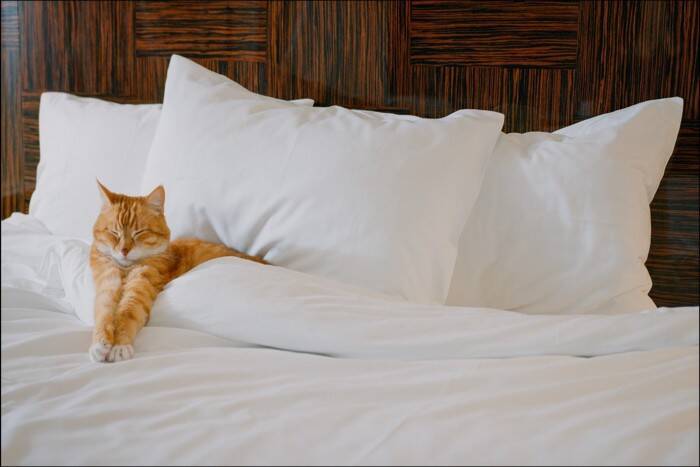 猫が『一緒に寝たい』と思う人が持っている特徴5つ　選ばれるためのコツや添い寝するときの注意点まで
