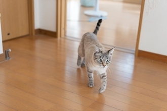 猫が『フローリングの床』で起こすトラブル3つ　事故やケガの危険性から予防策まで解説