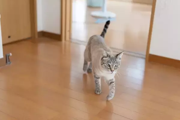 猫が『フローリングの床』で起こすトラブル3つ　事故やケガの危険性から予防策まで解説