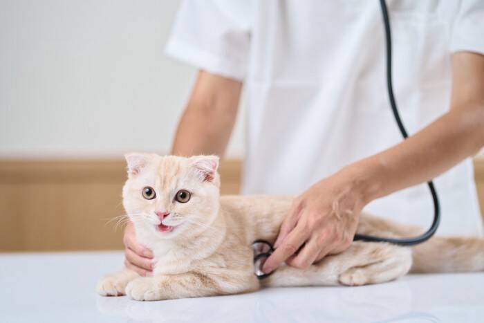 猫がなりやすい『遺伝病』4つ　好発する猫種や飼い主が備えておきたいこと