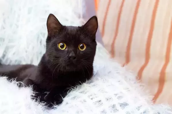 黒い毛並みが美しい『黒猫』の魅力4選　性格の傾向やさまざまな知識をご紹介