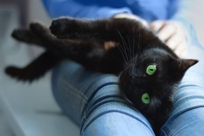 黒い毛並みが美しい『黒猫』の魅力4選　性格の傾向やさまざまな知識をご紹介
