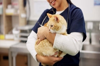 猫が『怖いと思っている場所』3つ　恐怖心を抱くワケや和らげるための対処法