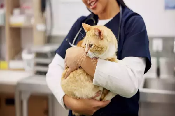 猫が『怖いと思っている場所』3つ　恐怖心を抱くワケや和らげるための対処法