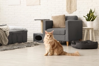 猫は『留守番が得意』なのは本当なの？家を出る前にチェックしておくべきこと3つ
