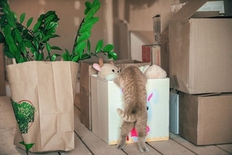 猫が『おもちゃ』を持ってくるときの心理5選　飼い主に伝えたいことがある？応え方まで解説