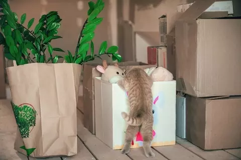 猫が『おもちゃ』を持ってくるときの心理5選　飼い主に伝えたいことがある？応え方まで解説