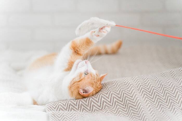 猫が『おもちゃ』を持ってくるときの心理5選　飼い主に伝えたいことがある？応え方まで解説