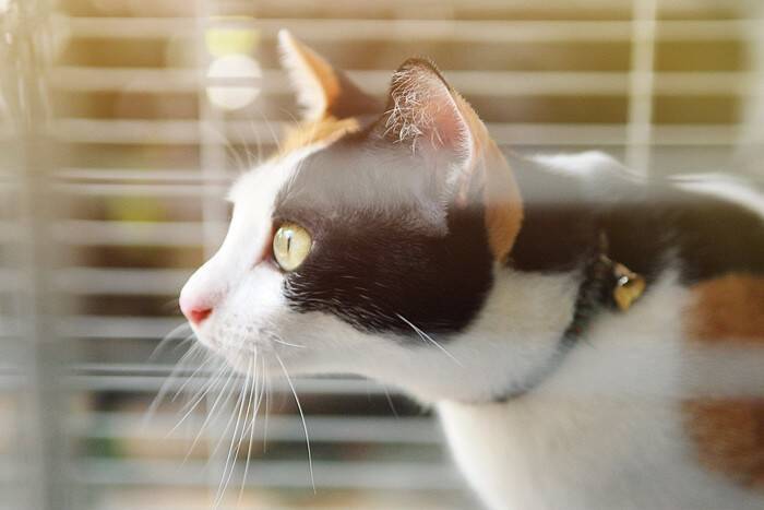 猫の生活に『ケージ』が必要な理由5選　与えるメリット・デメリットや選び方も解説