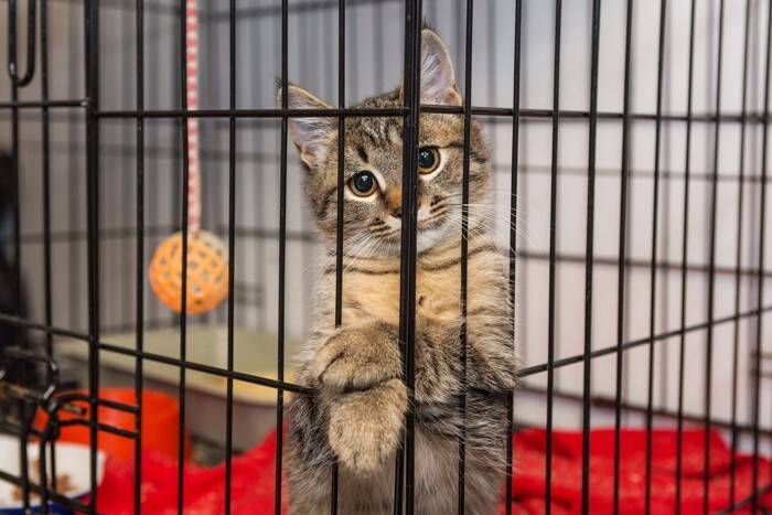 猫の生活に『ケージ』が必要な理由5選　与えるメリット・デメリットや選び方も解説