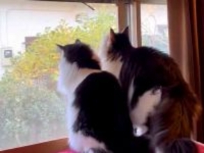 窓辺で外を見る白黒ネコの兄妹→１匹が体勢を変えた結果…あまりにも『不憫な展開』に反響「脱出に苦労が伺える妹様ｗｗｗ」「そっと退散」