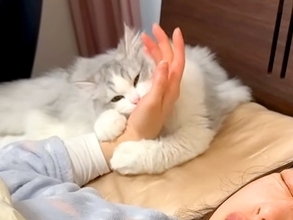 休日の朝６時、子猫に起こされたママ→二度寝してしまった結果…『まさかの展開』が20万再生「めっちゃ面白かった」「ハードモードだねｗ」