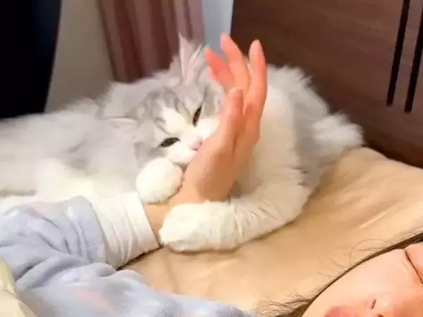 休日の朝６時、子猫に起こされたママ→二度寝してしまった結果…『まさかの展開』が20万再生「めっちゃ面白かった」「ハードモードだねｗ」