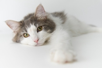 飼い主なら分かる『猫ないない』5つ　誤解されがちなイメージや真相を解説