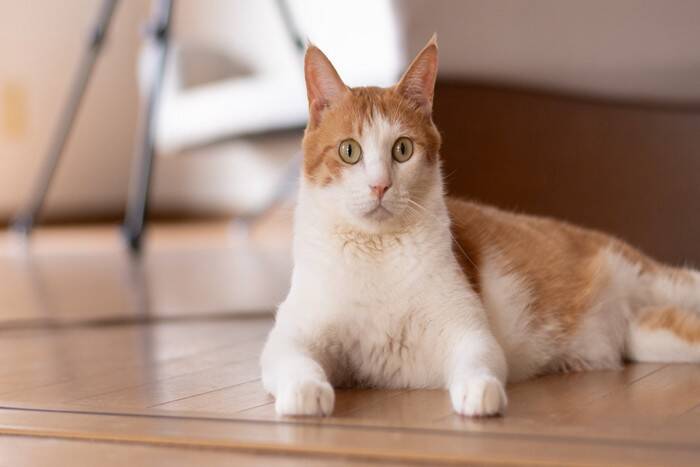 『畳とフローリング』猫との暮らしで選ぶならどっち？それぞれの良い点・悪い点を解説