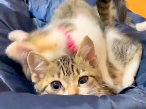 ６匹の子猫にベッドをゆずったパパ→床で寝ようとした結果…不憫すぎる『まさかの展開』に「うらやましいｗ」「安眠は諦めよう」と爆笑