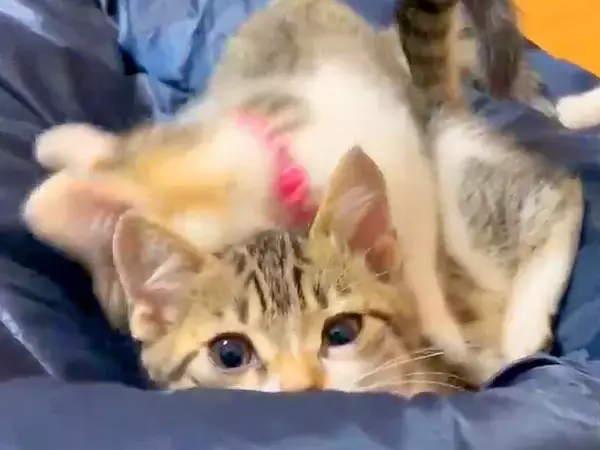 ６匹の子猫にベッドをゆずったパパ→床で寝ようとした結果…不憫すぎる『まさかの展開』に「うらやましいｗ」「安眠は諦めよう」と爆笑