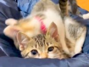 ６匹の子猫にベッドをゆずったパパ→床で寝ようとした結果…不憫すぎる『まさかの展開』に「うらやましいｗ」「安眠は諦めよう」と爆笑