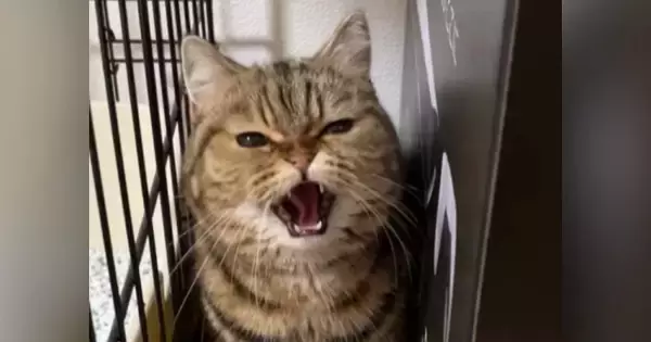 『威嚇を覚えたばかり』の1歳の猫→カメラに向かって怒った結果…ニヤけずにはいられない光景が47万再生「全然怖くないｗ」「かわいいｗ」