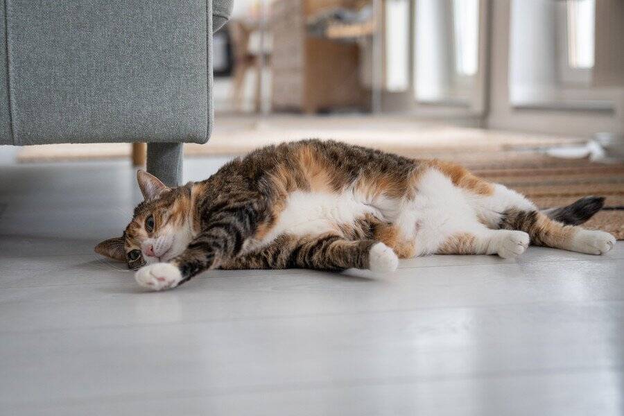 クアラルンプール高架鉄道の２駅で人気の猫ちゃんたち　SNSでも大注目を浴びる　マレーシア