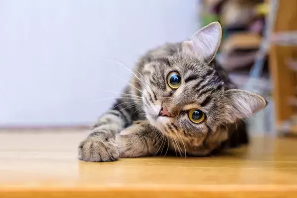 猫が『首をかしげる』仕草をする理由3つ　可愛らしい行動の意味とは？病気の可能性まで解説