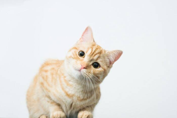 猫が『首をかしげる』仕草をする理由3つ　可愛らしい行動の意味とは？病気の可能性まで解説