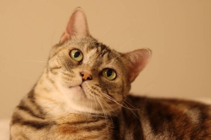 猫が『首をかしげる』仕草をする理由3つ　可愛らしい行動の意味とは？病気の可能性まで解説