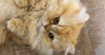 甘えん坊の猫→足元までやってくると……可愛すぎる『あざといポーズ』に「は、鼻血が」「撫でるしかない」と悶絶する人が続出
