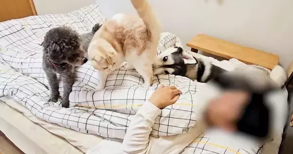 飼い主が『体調不良』で寝込んでいると、猫と犬が…涙あふれる『優しい光景』が23万再生「愛情たっぷりの家族」「いい子で泣ける」と感動の声