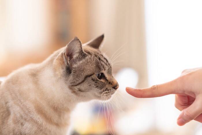 猫が『飼い主に嫌われた』と勘違いするNG行為4選　誤解が生まれる理由から関係回復のポイントまで