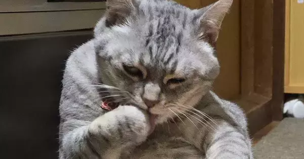 『猫とは思えない体勢』でくつろぐ猫→さらに背後を見ると…まさかの光景に笑ってしまうと反響「おっさんか何か入ってる？」「後ろの方がｗ」