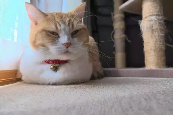 猫の『しかめっ面』に隠されている心理3選　不機嫌に見えるだけ？誤解されやすい表情の意味とは