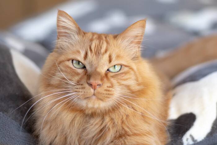 猫の『しかめっ面』に隠されている心理3選　不機嫌に見えるだけ？誤解されやすい表情の意味とは