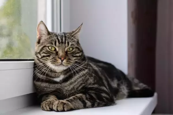 猫にとって『紫陽花』が危険な理由3つ　命に関わるリスクや誤飲したときの対処法